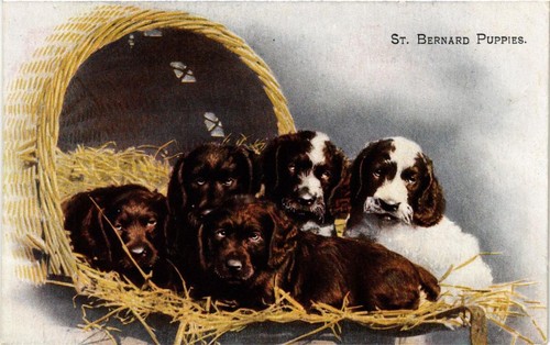 Cpa bernard puppies dogs - st-bernard,