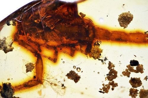 Rare scorpion burmese amber - rare,
