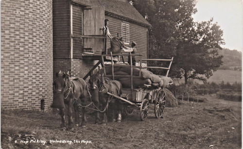 Kent hop picking - hop, unloading