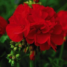 Geranium Plugs Flower
