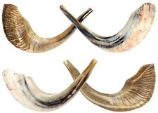 Barsheshet Ribak Kosher Ram's Horn Shofar for Rosh Hashanah Yom Kippur Jewish