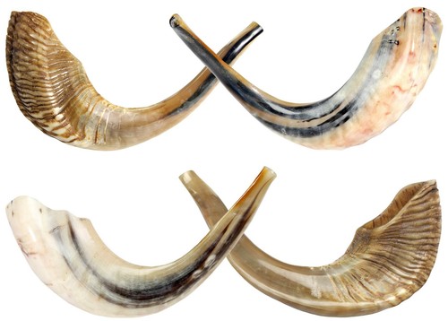Barsheshet ribak kosher - kosher, ram's