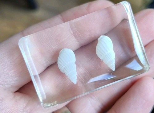 Real shell insect preserved - real,