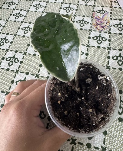 Hoya carnosa krimson queen - carnosa, 'krimson