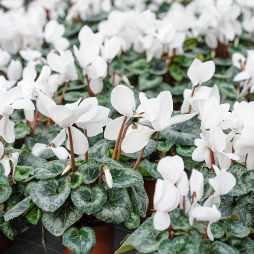 Large plants cyclamen silver - -,