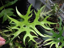 Doryopteris pedata| Digit