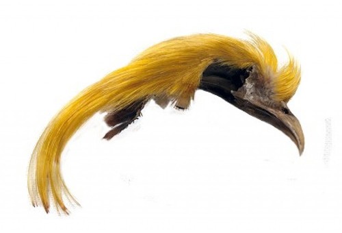 Veniard golden pheasant - veniard,
