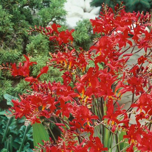 Perennial flowers crocosmia - perennial,