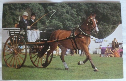 Pony and trap - pony, postcard