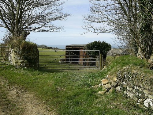 Photo 6x4 railway - railway, sheep