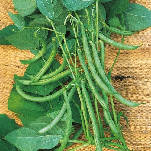 Vegetable climbing french bean - vegetable,