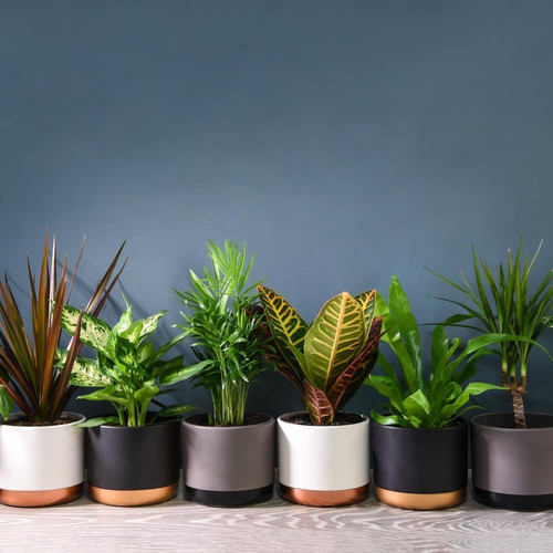Air purifying evergreen x - air,