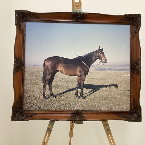Equestrian horse racing - equestrian,