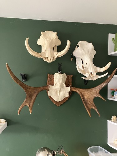 Moose skull cap antler mount - antler,