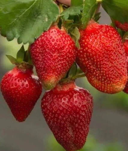 Strawberry seeds giant - 20,