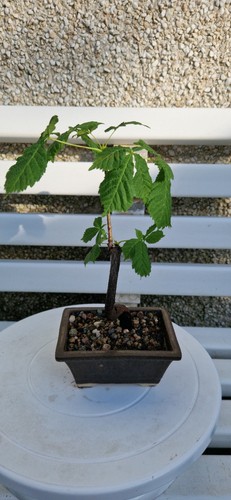 Small starter semi - starter,,