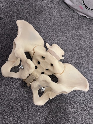 Pelvis model - pelvis,