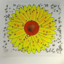 10 Fly Catcher Window Flower