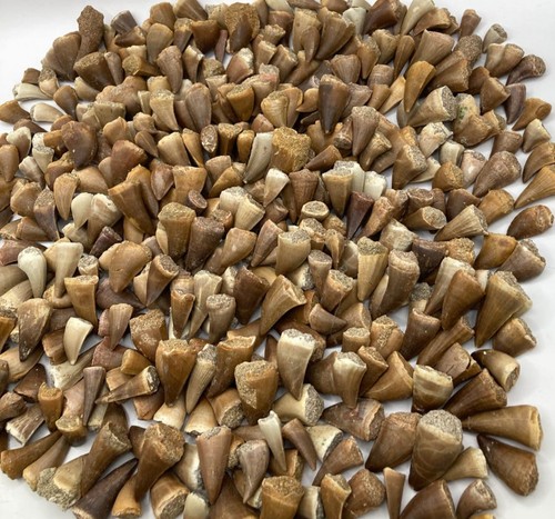 100 teeth fossil mosasaur - 100,