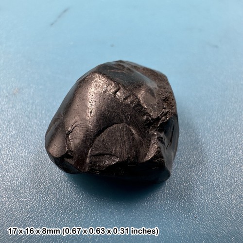 Whitby jet fossil - , tree