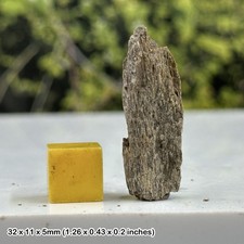 Triceratops dinosaur bone fossil