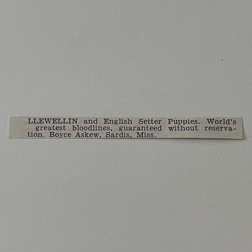 Llewellin english setter - llewellin,