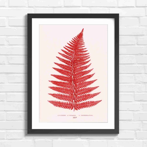 Botanical fern leaf - botanical,