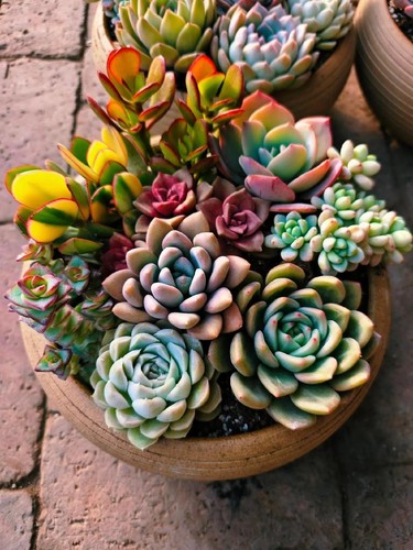 1200 rare mixed succulents - 1200,
