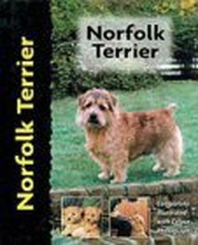 Norfolk terrier - norfolk,
