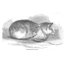 Tortoise Shell Tom Cat - Antique Print 1851