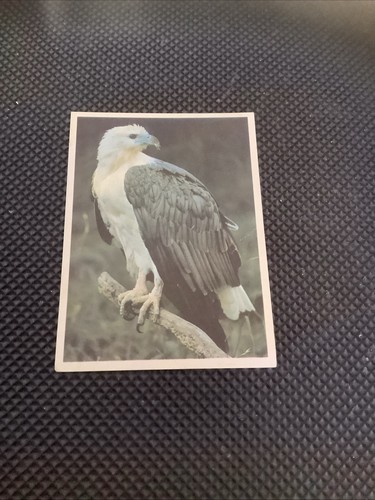 Australia most amazing birds - most,