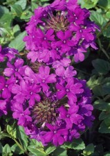 3 x Trailing Verbena
