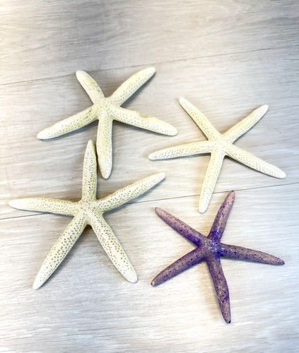 Real dried starfish large - 4, 5"