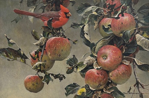 Robert bateman cardinal and - robert,