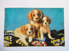 Vintage Colour Postcard - King Charles Spaniel Puppies - J Salmon Cameracolour