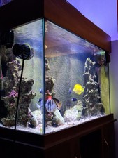 Marine Fish Tank & Equipment