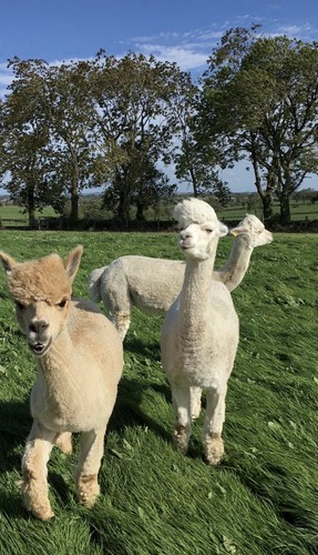 Raw huacaya alpaca blanket - huacaya,