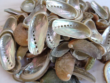 10 X ABALONE  DONKEYS EAR SEA SHELLS 3 - 6 CM MOTHER OF PEARL ORMER IRIDESCENT