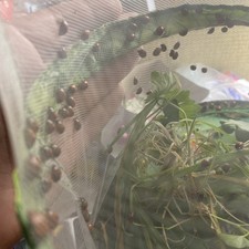 25 🐞 Ladybird 🐞 Adult