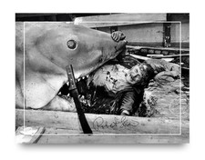 Robert Shaw Signed Autograph