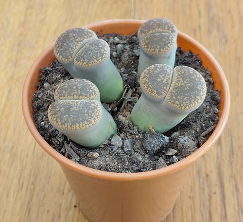 Lithops headed plant - 4-headed,