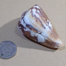 1x Cone snail shell For