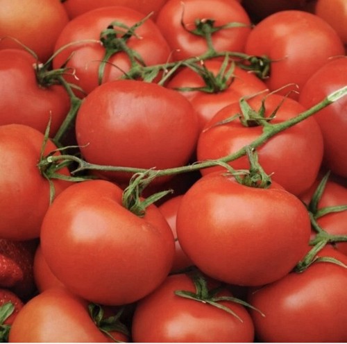 Pack tomato plant - of, 3