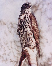 Goshawk LIMITED EDITION PRINT Bird of Prey Steve Greaves Falconry Painting Art