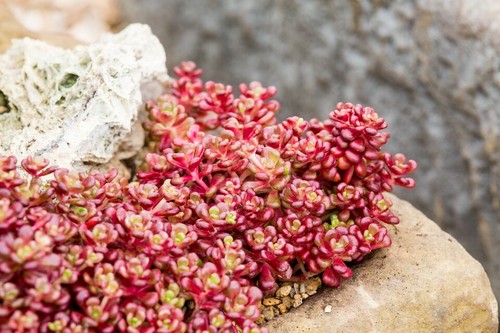 Sedum oreganum oregon - oreganum-,