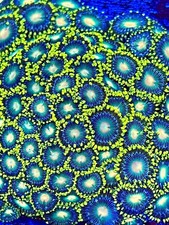 Blanka zoas polyp frag - zoas,