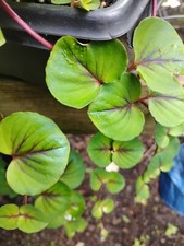 BUY 1 GET 2ND FREE!:RARE