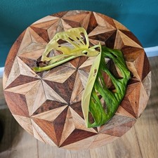 Monstera Adansonii Albo Top