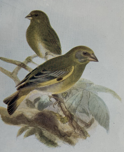Greenfinch birds of - greenfinch,