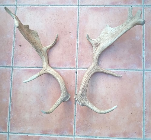 Fallow deer antlers for - deer,